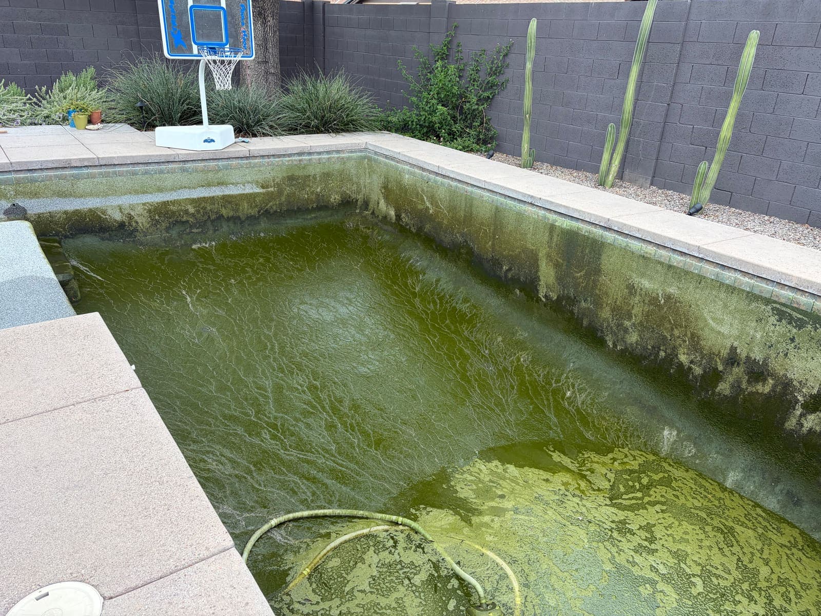 A fully green, algae-covered pool in South Tempe before its rescue — basketball hoop and cacti in the background