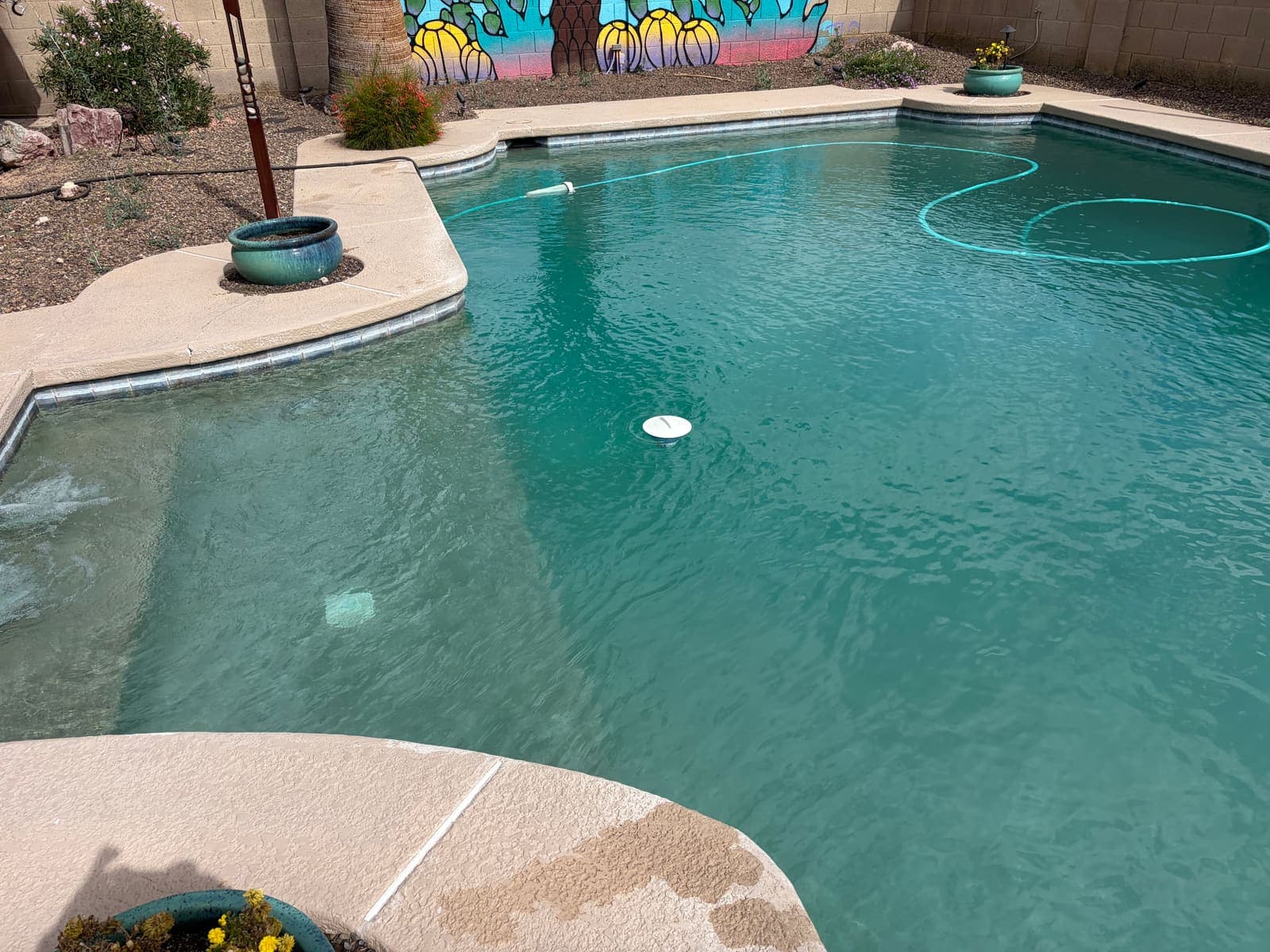 Sparkling clear pool on the weekly route with a mural wall behind it